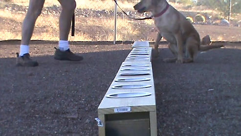 Imprintation drills with Libby on NTB and scent boxes_hd